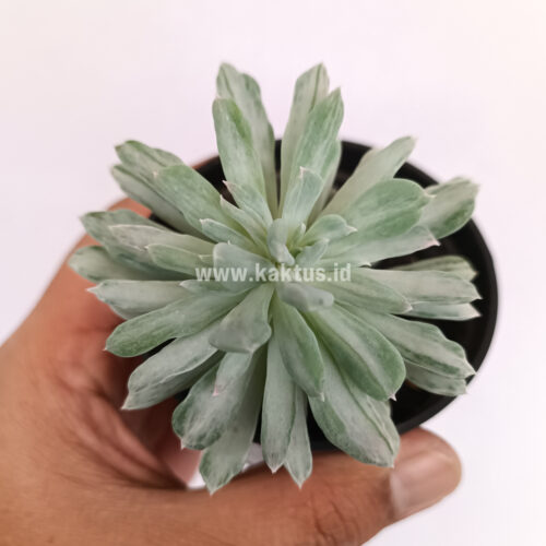Pachyveria Scheideckeri Splash White Variegated, real gallery image #4 plants. Picture taken directly from kaktus.id community Pachyveria farmer green houses.