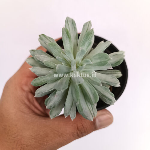 Pachyveria Scheideckeri Splash White Variegated, real gallery image #3 plants. Picture taken directly from kaktus.id community Pachyveria farmer green houses.