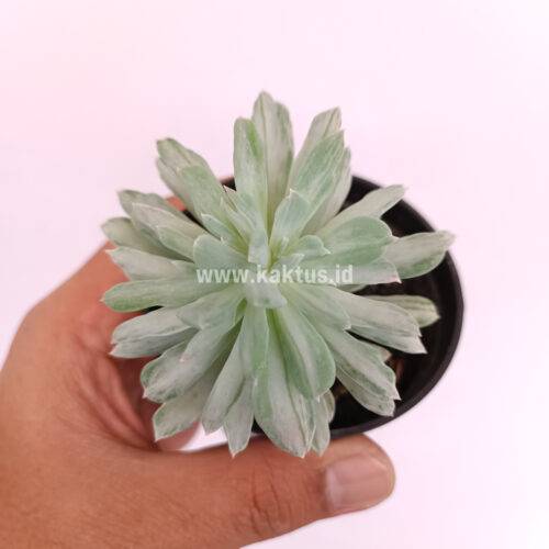 Pachyveria Scheideckeri Splash White Variegated, real gallery image #2 plants. Picture taken directly from kaktus.id community Pachyveria farmer green houses.