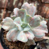 Echeveria Chantilly Paint Splash, real gallery image #1 plants. Picture taken directly from kaktus.id community Echeveria farmer green houses.
