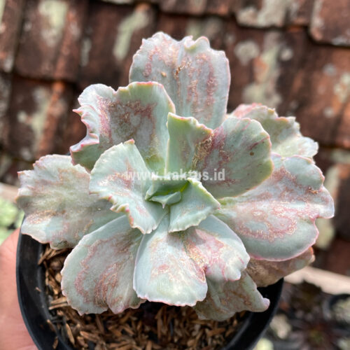 Echeveria Chantilly Paint Splash, real gallery image #2 plants. Picture taken directly from kaktus.id community Echeveria farmer green houses.