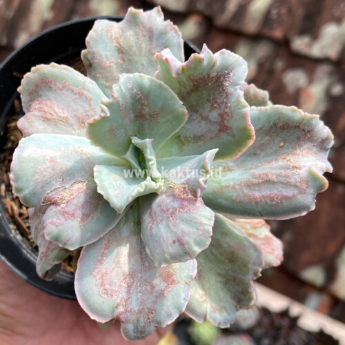 Echeveria Chantilly Paint Splash, real gallery image #3 plants. Picture taken directly from kaktus.id community Echeveria farmer green houses.