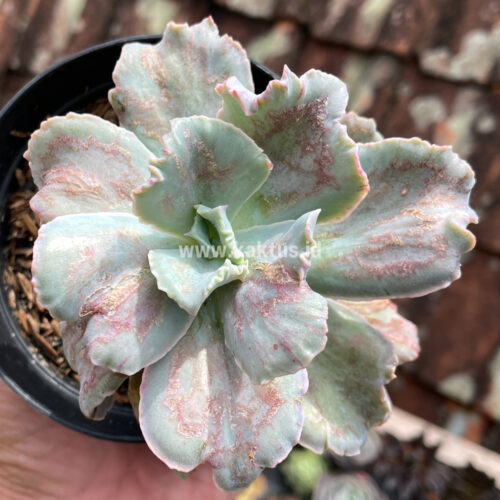 Echeveria Chantilly Paint Splash, real gallery image #4 plants. Picture taken directly from kaktus.id community Echeveria farmer green houses.