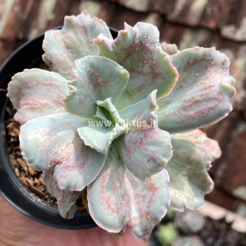 Echeveria Chantilly Paint Splash, real gallery image #5 plants. Picture taken directly from kaktus.id community Echeveria farmer green houses.