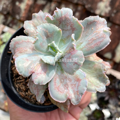 Echeveria Chantilly Paint Splash, real gallery image #6 plants. Picture taken directly from kaktus.id community Echeveria farmer green houses.