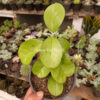 Hoya Australis Melanesica, real gallery image #3 plants. Picture taken directly from kaktus.id community Hoya farmer green houses.