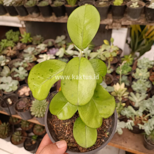 Hoya Australis Melanesica, real gallery image #3 plants. Picture taken directly from kaktus.id community Hoya farmer green houses.