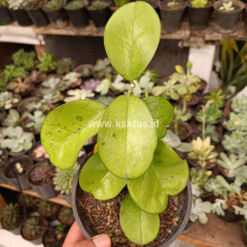 Hoya Australis Melanesica, real gallery image #2 plants. Picture taken directly from kaktus.id community Hoya farmer green houses.