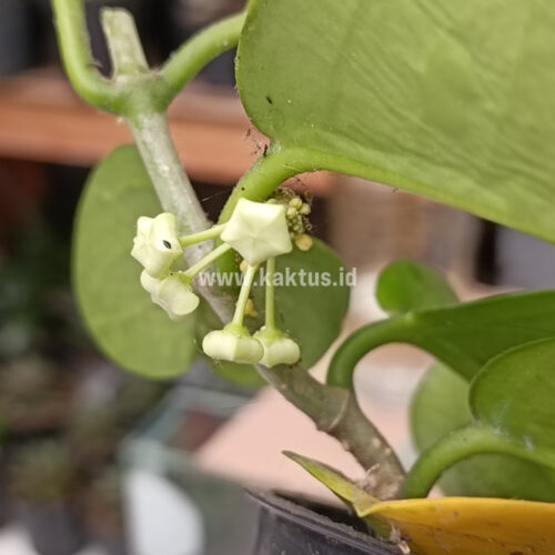 Hoya Australis Melanesica, real gallery image #1 plants. Picture taken directly from kaktus.id community Hoya farmer green houses.
