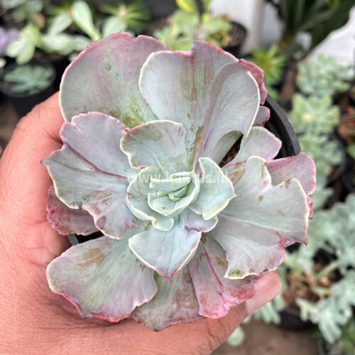 Echeveria Chantilly Pink Stripes, real gallery image #1 plants. Picture taken directly from kaktus.id community Echeveria farmer green houses.