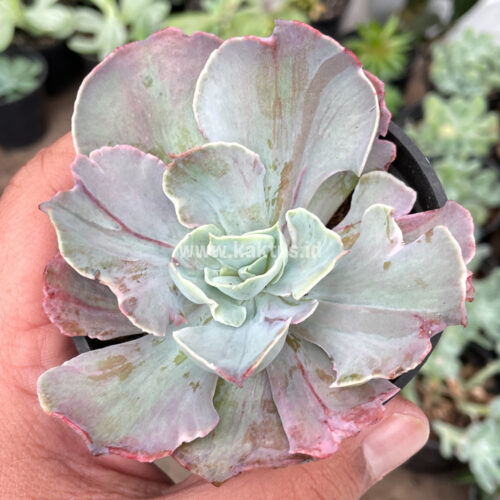 Echeveria Chantilly Pink Stripes, real gallery image #2 plants. Picture taken directly from kaktus.id community Echeveria farmer green houses.