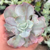 Echeveria Chantilly Pink Stripes, real gallery image #3 plants. Picture taken directly from kaktus.id community Echeveria farmer green houses.