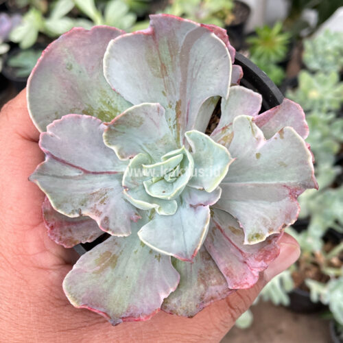 Echeveria Chantilly Pink Stripes, real gallery image #4 plants. Picture taken directly from kaktus.id community Echeveria farmer green houses.