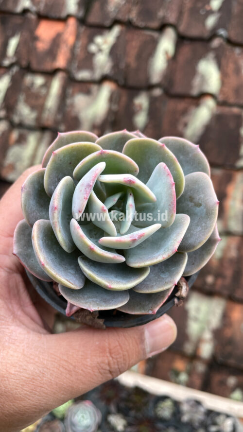 Echeveria Dusty Rose, real gallery image #1 plants. Picture taken directly from kaktus.id community Echeveria farmer green houses.