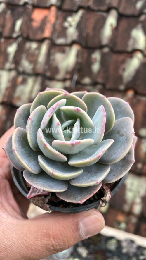 Echeveria Dusty Rose, real gallery image #8 plants. Picture taken directly from kaktus.id community Echeveria farmer green houses.
