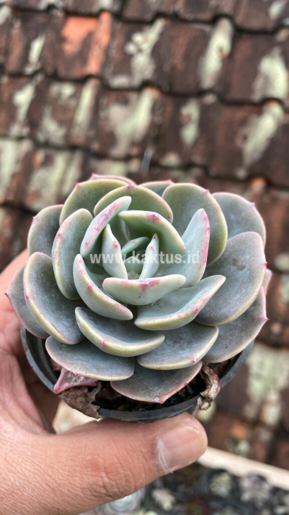 kaktus.id