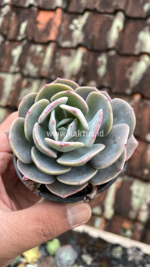 Echeveria Dusty Rose, real gallery image #9 plants. Picture taken directly from kaktus.id community Echeveria farmer green houses.