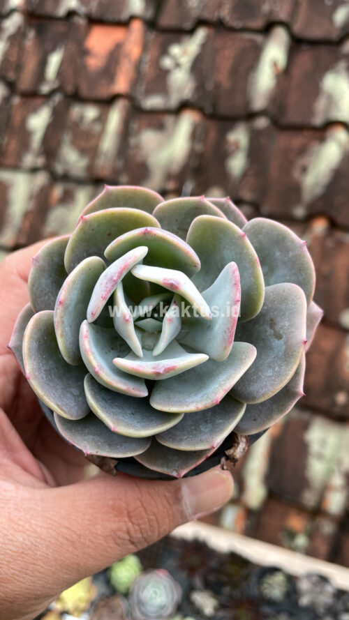 Echeveria Dusty Rose, real gallery image #10 plants. Picture taken directly from kaktus.id community Echeveria farmer green houses.
