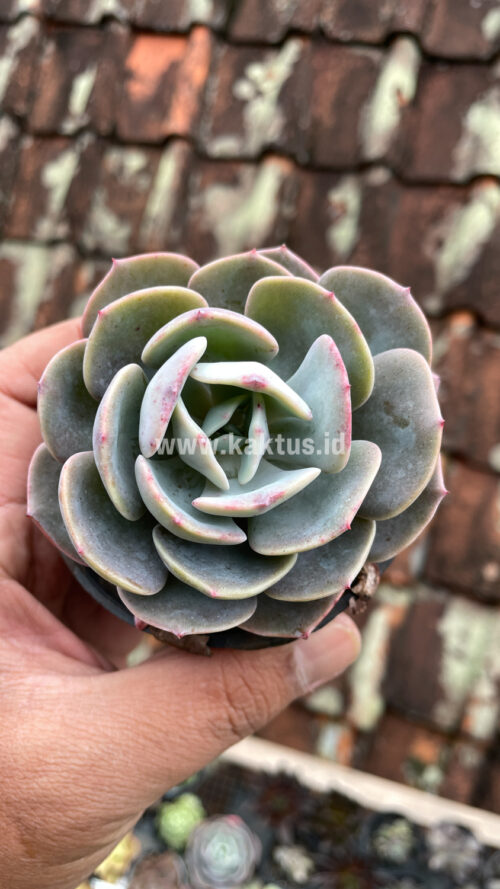 Echeveria Dusty Rose, real gallery image #11 plants. Picture taken directly from kaktus.id community Echeveria farmer green houses.