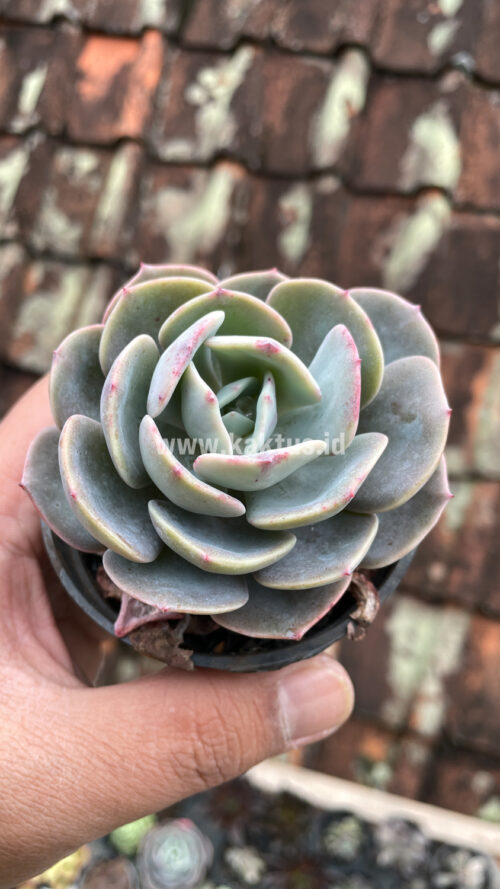 Echeveria Dusty Rose, real gallery image #2 plants. Picture taken directly from kaktus.id community Echeveria farmer green houses.