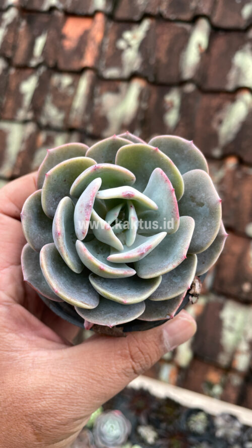 Echeveria Dusty Rose, real gallery image #12 plants. Picture taken directly from kaktus.id community Echeveria farmer green houses.