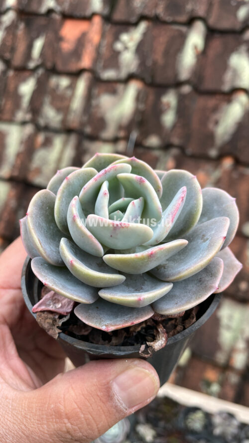 Echeveria Dusty Rose, real gallery image #13 plants. Picture taken directly from kaktus.id community Echeveria farmer green houses.