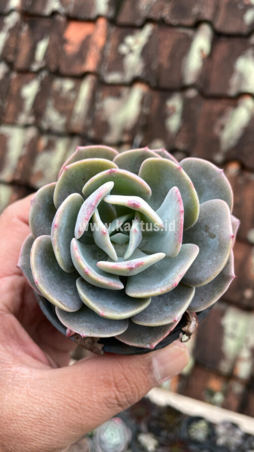Echeveria Dusty Rose, real gallery image #14 plants. Picture taken directly from kaktus.id community Echeveria farmer green houses.
