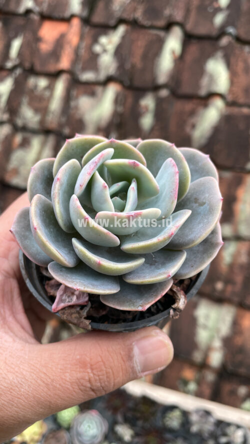 Echeveria Dusty Rose, real gallery image #3 plants. Picture taken directly from kaktus.id community Echeveria farmer green houses.