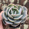 Echeveria Dusty Rose, real gallery image #4 plants. Picture taken directly from kaktus.id community Echeveria farmer green houses.