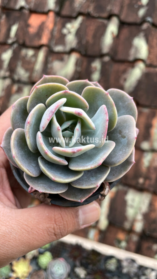 Echeveria Dusty Rose, real gallery image #5 plants. Picture taken directly from kaktus.id community Echeveria farmer green houses.