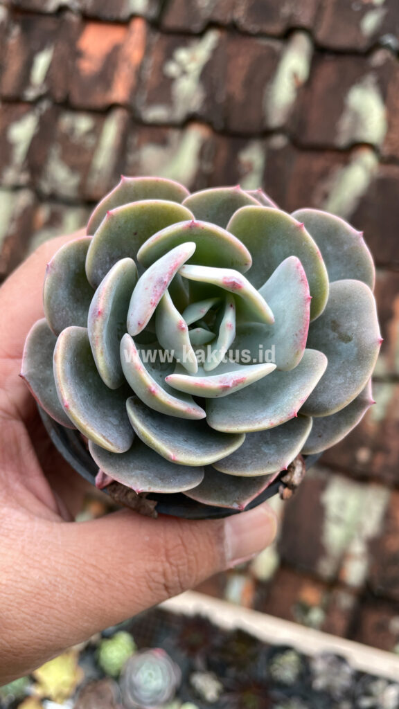 kaktus.id