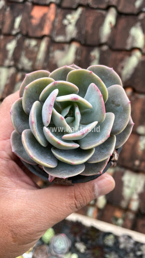 Echeveria Dusty Rose, real gallery image #7 plants. Picture taken directly from kaktus.id community Echeveria farmer green houses.