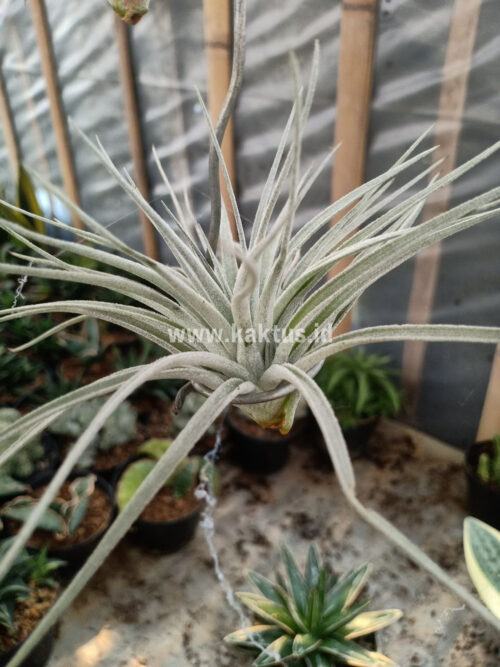 Tillandsia Ultriculata, real gallery image #7 plants. Picture taken directly from kaktus.id community Tillandsia farmer green houses.