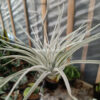 Tillandsia Ultriculata, real feature image plant. Picture taken directly from kaktus.id community Tillandsia farmer green houses.