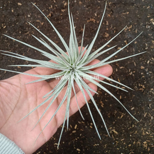Tillandsia Ultriculata, real gallery image #1 plants. Picture taken directly from kaktus.id community Tillandsia farmer green houses.