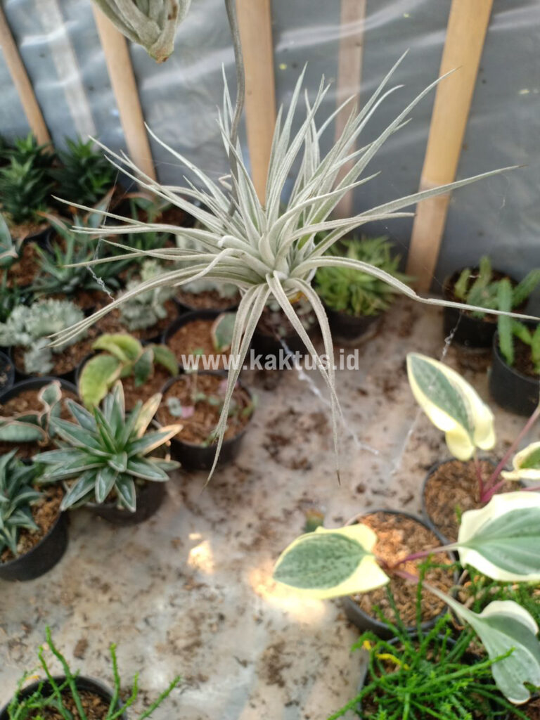 kaktus.id
