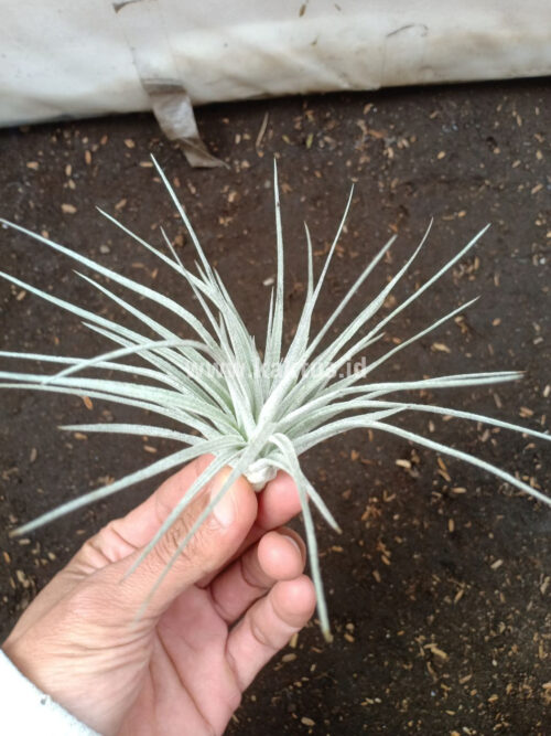 Tillandsia Ultriculata, real gallery image #6 plants. Picture taken directly from kaktus.id community Tillandsia farmer green houses.