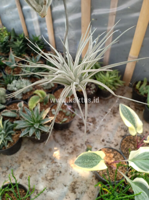 Tillandsia Ultriculata, real gallery image #11 plants. Picture taken directly from kaktus.id community Tillandsia farmer green houses.