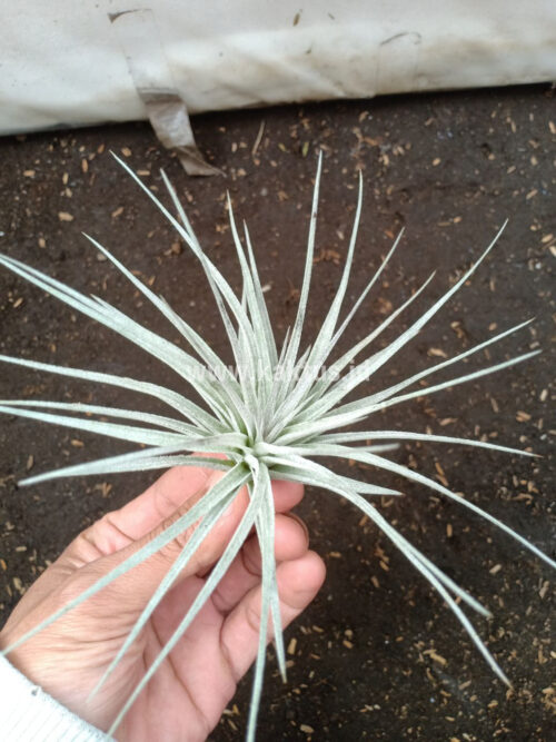 Tillandsia Ultriculata, real gallery image #5 plants. Picture taken directly from kaktus.id community Tillandsia farmer green houses.