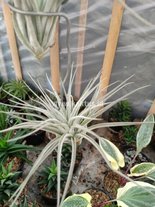 Tillandsia Ultriculata, real gallery image #4 plants. Picture taken directly from kaktus.id community Tillandsia farmer green houses.