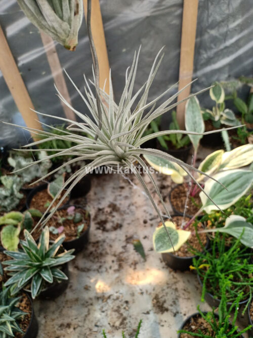 Tillandsia Ultriculata, real gallery image #13 plants. Picture taken directly from kaktus.id community Tillandsia farmer green houses.