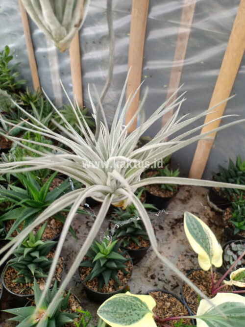 Tillandsia Ultriculata, real gallery image #3 plants. Picture taken directly from kaktus.id community Tillandsia farmer green houses.