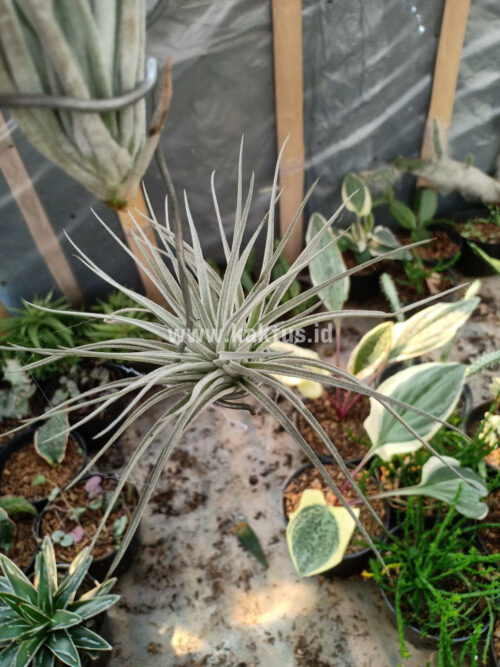 Tillandsia Ultriculata, real gallery image #14 plants. Picture taken directly from kaktus.id community Tillandsia farmer green houses.