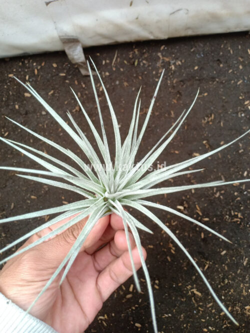 Tillandsia Ultriculata, real gallery image #2 plants. Picture taken directly from kaktus.id community Tillandsia farmer green houses.