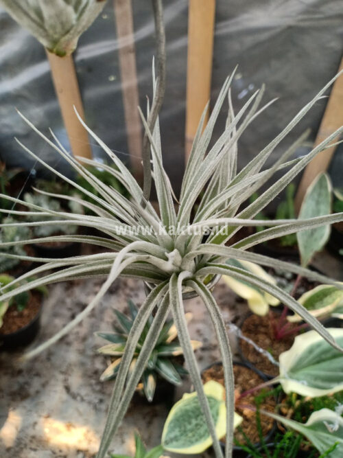 Tillandsia Ultriculata, real gallery image #9 plants. Picture taken directly from kaktus.id community Tillandsia farmer green houses.