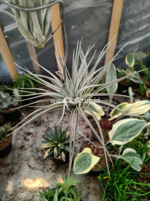 Tillandsia Ultriculata, real gallery image #8 plants. Picture taken directly from kaktus.id community Tillandsia farmer green houses.