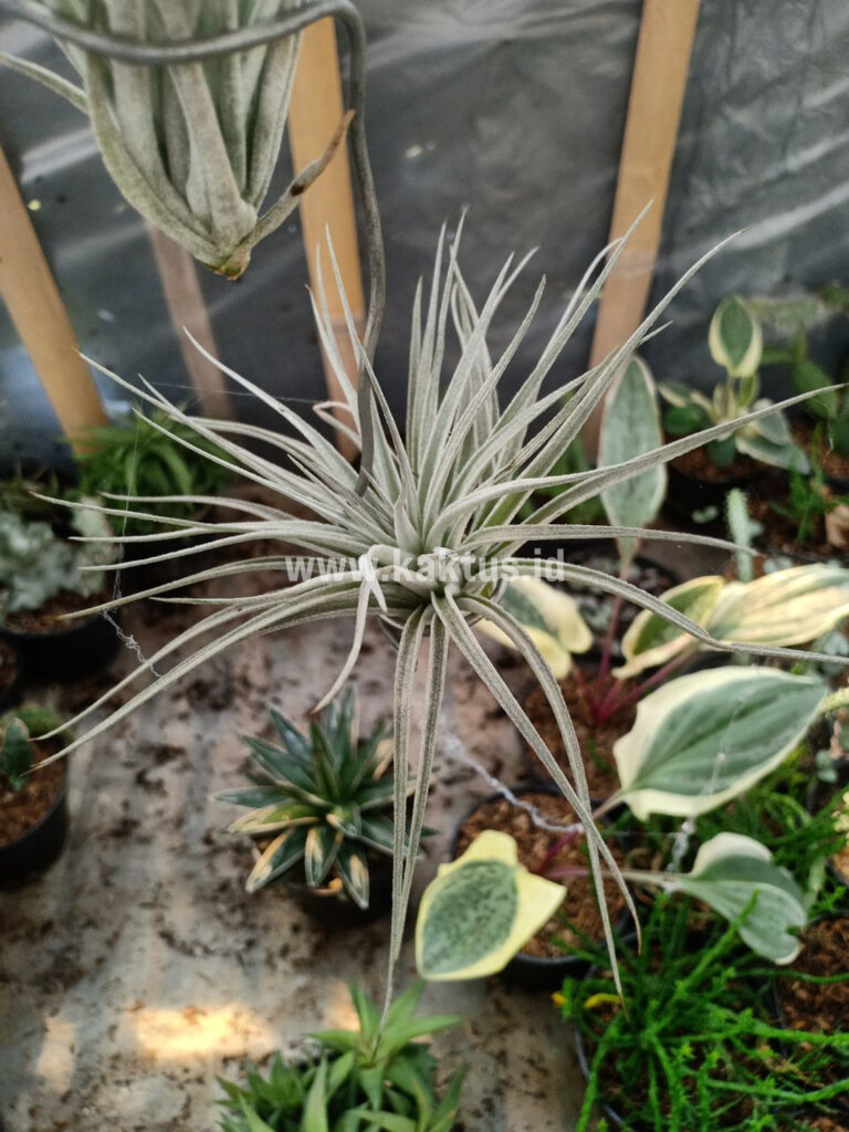 kaktus.id