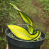 Sansevieria California Twister, real feature image plant. Picture taken directly from kaktus.id community Sansevieria farmer green houses.