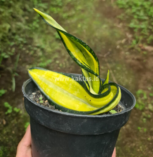 Sansevieria California Twister, real gallery image #3 plants. Picture taken directly from kaktus.id community Sansevieria farmer green houses.