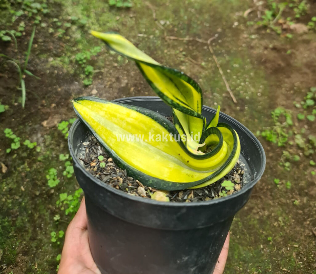 kaktus.id